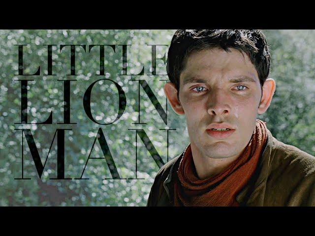 Merlin | Little Lion Man