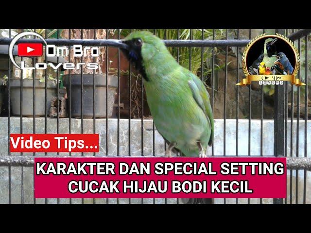 Karakter Dan Special Setting Cucak Hijau Bodi Kecil