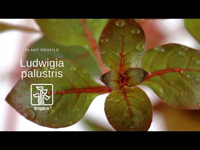 Ludwigia palustris