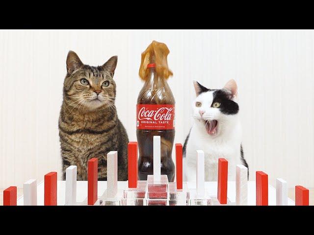 Cats and Mentos Cola & Domino
