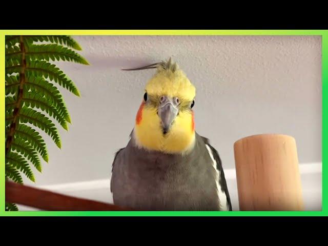 This Will Get Your Bird Excited The Bird Sanctuary | 2hrs of Playing