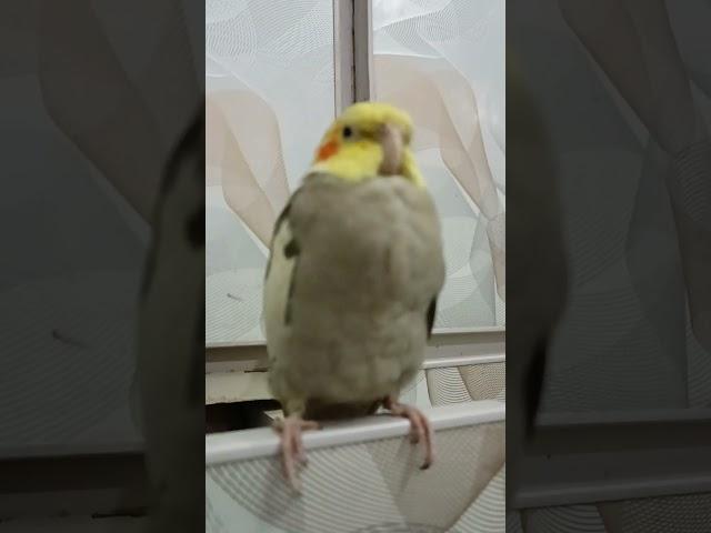 Fluffy Cockatiel 