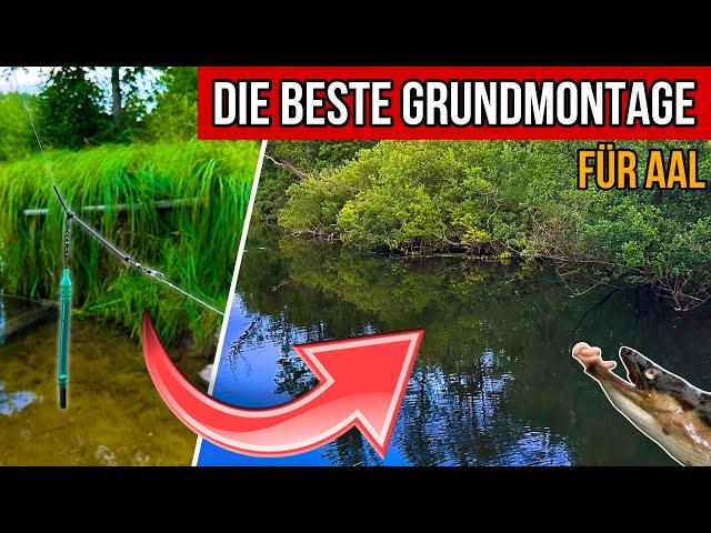 Die BESTE Grundmontage für Aale am Fluss und See!  - Aalangeln im Sommer 2024