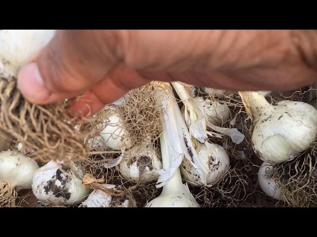 Elephant garlic 101 Sow, Grow and Cook