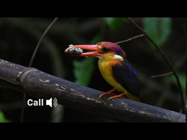 Oriental dwarf kingfisher / ODKF (Ceyx erithaca) in habitat and its call.