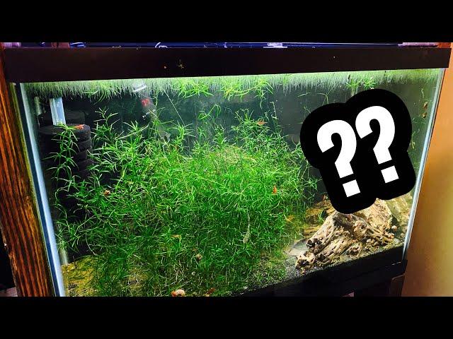 Guppy Grass vs Java Moss - Differences?