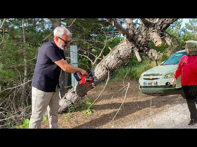 A TREE FALLED ON THE CAMPING AREA ROAD