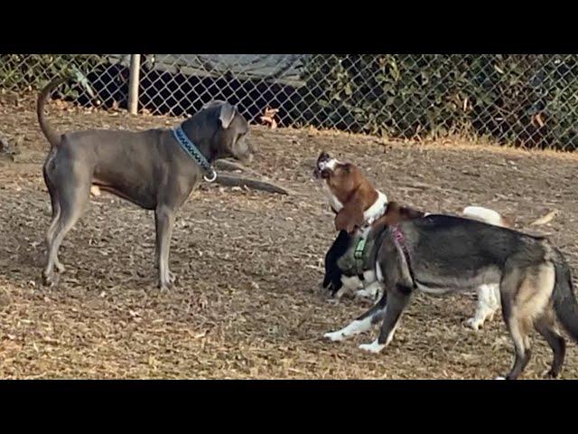 A Basset Hound Got too Greedy When he Stalked a Female