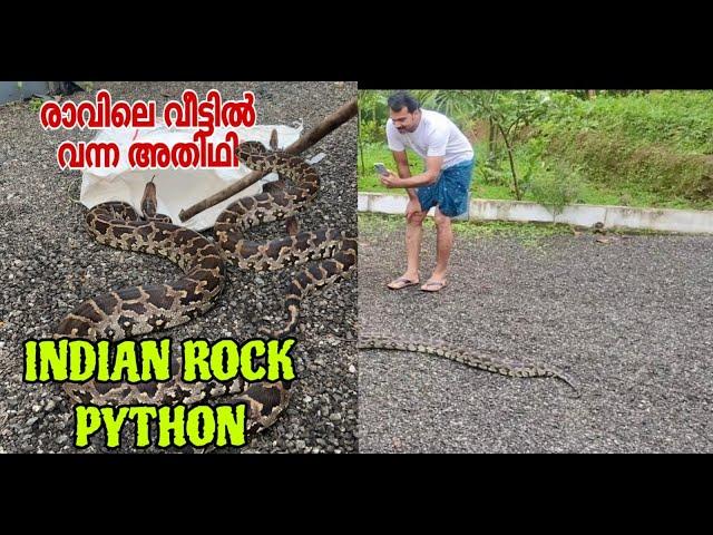 indian rock python came home|പെരുമ്പാമ്പ് വീട്ടിൽ വന്നപ്പോൾ