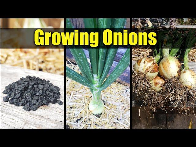 Planting Onions, Seed To Harvest - The Definitive Guide