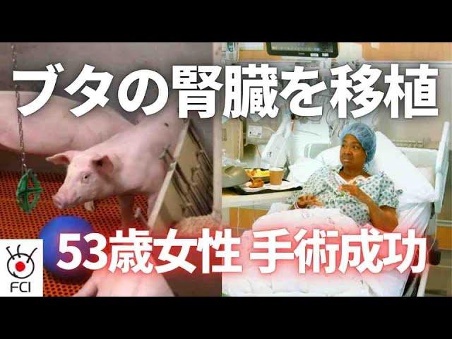 手術後は回復傾向 遺伝子操作の豚腎臓を移植