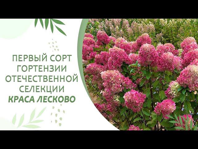 ПЕРВАЯ РУССКАЯ ГОРТЕНЗИЯ В МИРЕ — КРАСА ЛЕСКОВО
