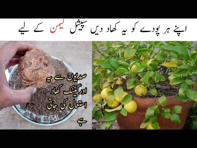 How to Make Orgenic Fertilizer for Plants || Special Fertilizer for Lemon Plant