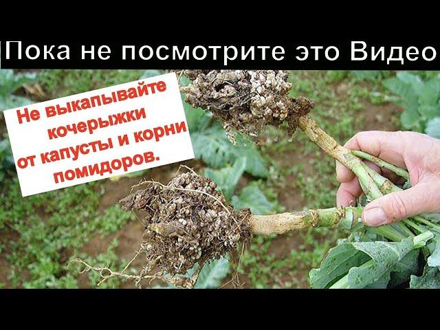 НИКОГДА не Копай кочерыжки от капусты и корни помидоров
