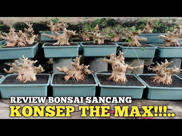 BONSAI SANCANG MEWAH KELAS TARUNG SEMUA!! BIKIN MATA MELOTOT MELIHATNYA CALON THE MAX WOW POKOKNYA