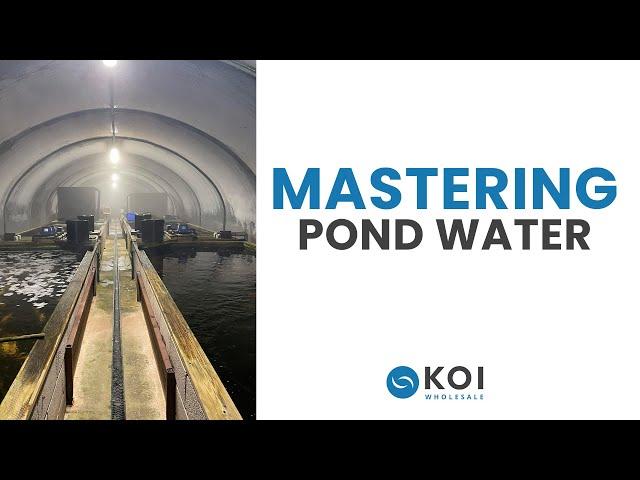 Unlocking the Secrets of Pond Water: Understanding the Ideal Parameters for Koi Carp