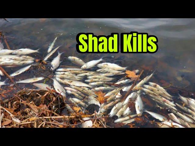 How To Catch Bass During A Winter Shad Kill…