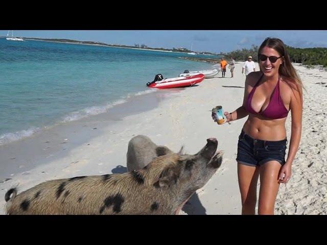 Swimming pigs, Thunderball Grotto and Staniel Cay - S1:E13