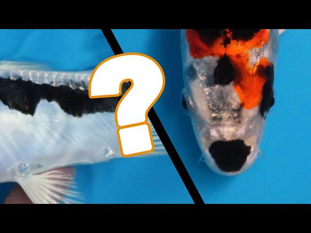 What Koi Fish variety is this?! [UNIQUE KOI VARIETY]