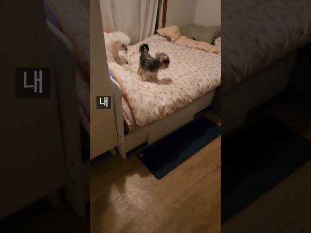누나 방에 초콜릿(?) 선물한 강아지 🫠