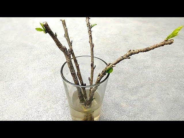 Grow hibiscus from cutting | Grow plants in water