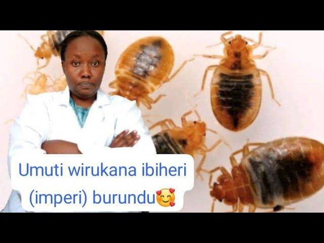 biroroshye!! kwirukana imperi cg ibiheri munzu yaweee!! Bikore vuba! 