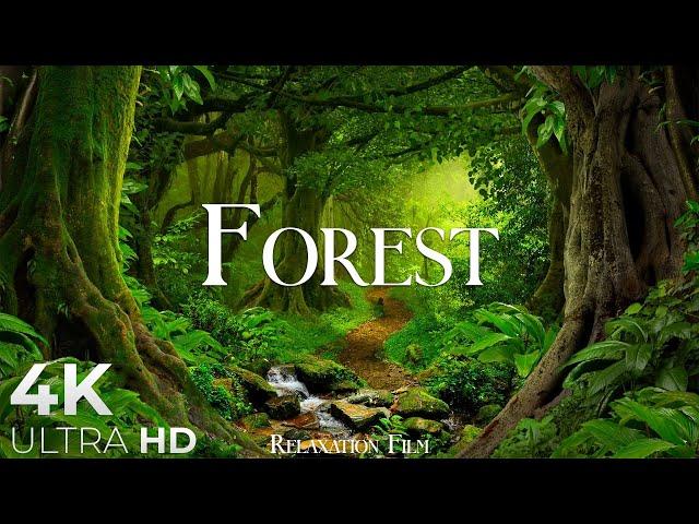 Forest 4K • Nature Relaxation Film • Peaceful Relaxing Music • 4k Video UltraHD