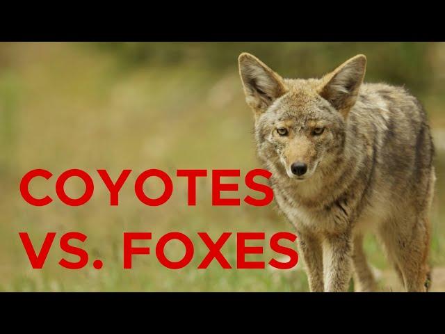 Coyotes Could Threaten Some Native Species