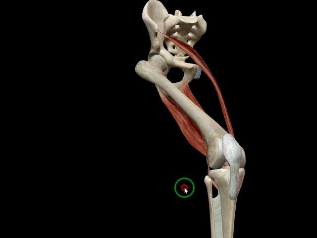 Knee medial rotation