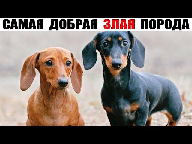 ТАКСА — порода сочетающая в себе безграничную доброту и охотничью злость