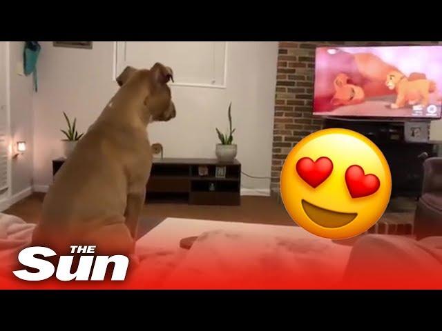 Adorable dog reacts in the cutest way to Lion King's saddest scene