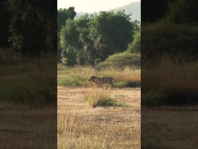 Lion Dropped in his tracks in Zambia