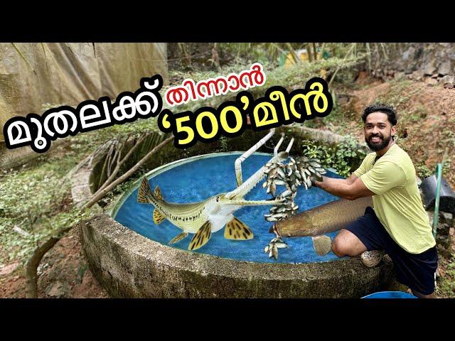 I bought 500 fishes to FEED my fish  |  എന്നാലും ഇങ്ങനെ ആകും എന്ന് കരുതിയില്ല  | Fishing freaks |