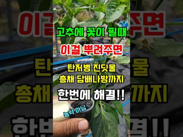 고추꽃이 필때 이것 뿌려주면 고추탄저병 진딧물 나방까지 한방에 해결 #고추병해충 #고추농사