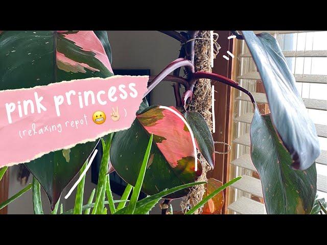 How to install a moss pole for Pink Princess Philodendron water cuttings 