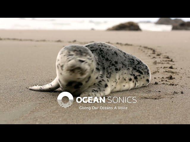 Ocean Sonics – Giving Our Oceans a Voice