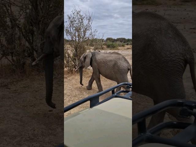 Wild Elephants #africa #safari #africanadventure #bullelephant #tarangire #serengeti #tanzania #wild