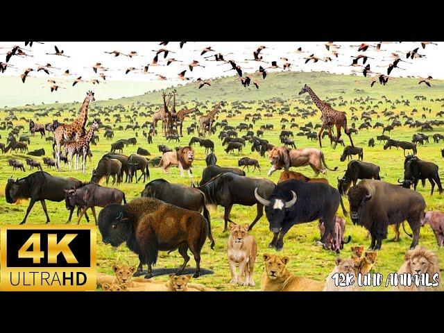 4K African Wildlife： Serengeti to Maasai Mara - The Epic Great Migration With Real Sounds