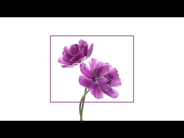 Violet (Steve Lacy x Dominic Fike Type Beat) [FREE BEAT] *indie rock* *alt hip hop* *bedroom pop)