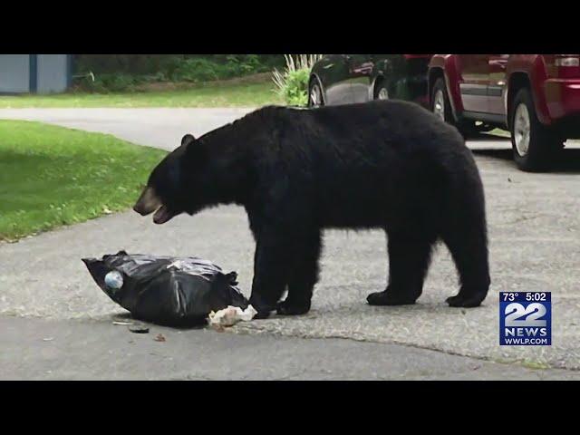 Bears sightings becoming common across western Massachusetts