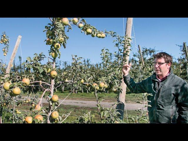 Growing cider trees on trellis systems