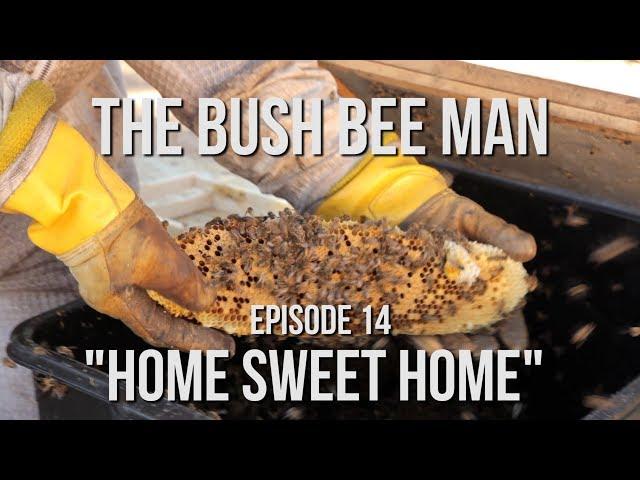 Rehoming a Wild Hive - Episode 14: "Home Sweet Home"