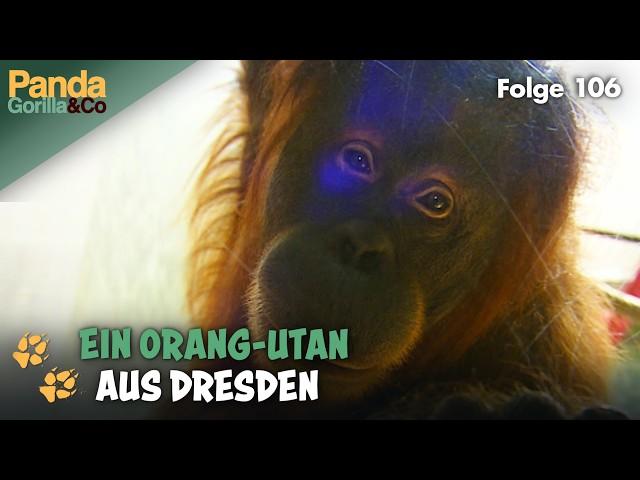 Zoo-Sensation: Seelöwenbaby in Berlin und Neuankömmling im Affenhaus | Panda, Gorilla & Co.