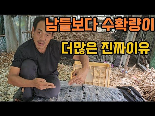 마늘수확량이 남들보다더많은 진짜이유!! 마늘 비닐두둑이 더좁게합니다.마늘비닐7구