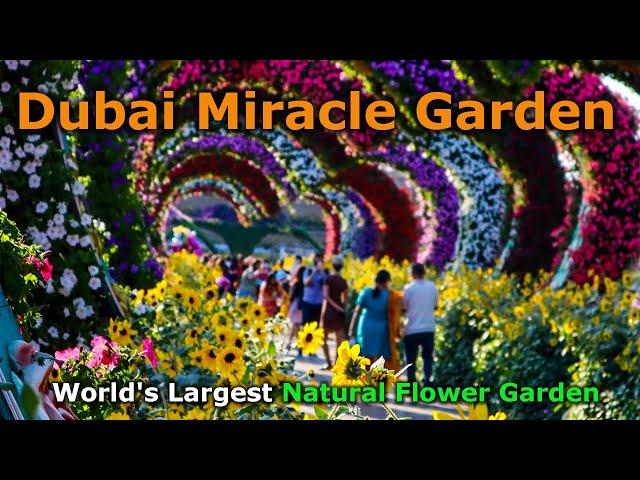 Dubai Miracle Garden - Worlds Largest Natural Flower Garden  Guide