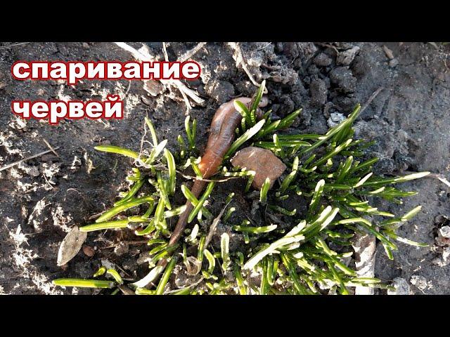 Спаривание червей / mating worms