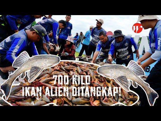 700 KILO ikan pendatang ditangkap! | Komuniti Pemburu Ikan Bandaraya