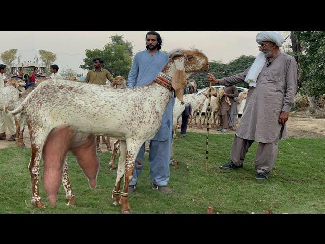 Pakistan Biggest Makhi Cheeni Beetal Goats Farm Haidry Goat Farm #goat #goatfarming #bakra #farming