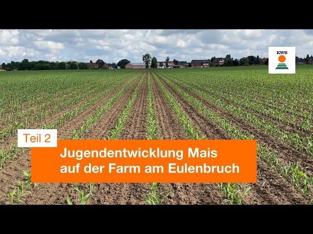 Jugendentwicklung Mais auf der Farm am Eulenbruch