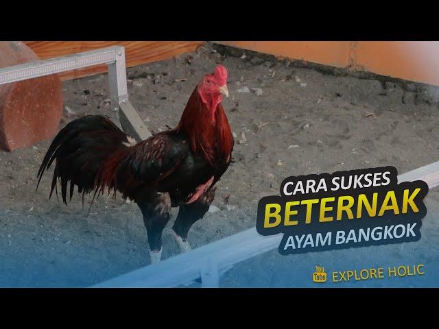 Cara Sukses Beternak Ayam Bangkok